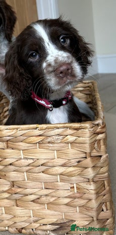 Cocker Spaniel dogs - Advert 7