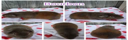 Guinea Pig rodents for sale: Baby Skinny & Teddy Guinea Pigs Ready To Leave! - Advert 2