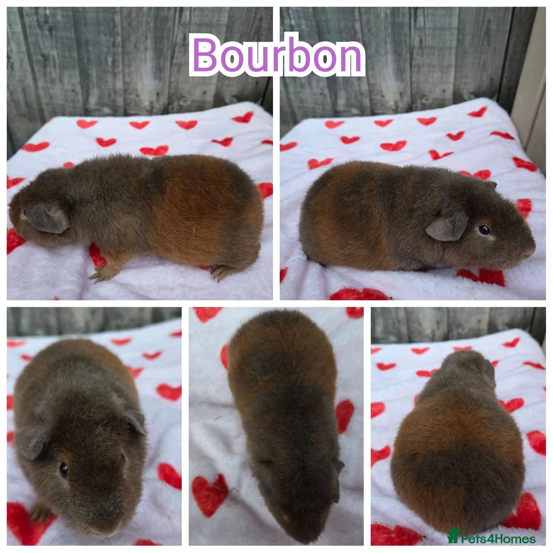 Guinea Pig rodents for sale: Baby Skinny & Teddy Guinea Pigs Ready To Leave! - Advert 2