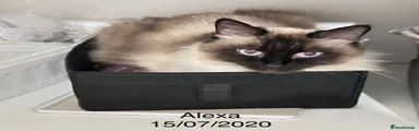 Ragdoll 1