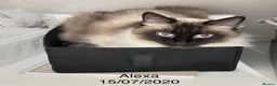 Ragdoll cats for sale: Beautiful Ragdoll Cats Looking for Loving Homes 🐾 - Advert 4