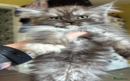 Maine Coon cats for sale: REDUCED gorgeous Maine coon /Ragdoll kittens  - Image 6