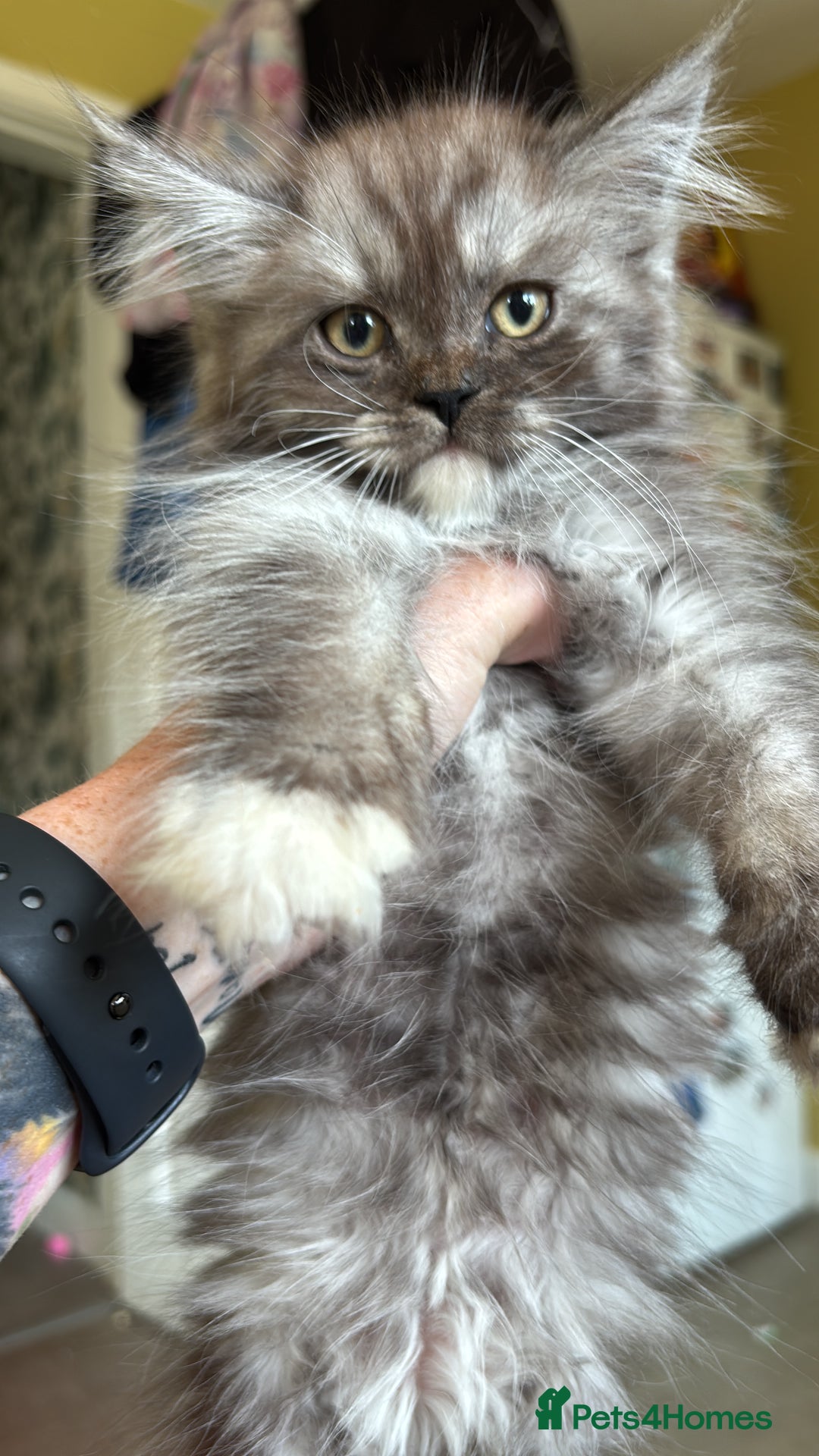 Maine Coon cats for sale: REDUCED gorgeous Maine coon /Ragdoll kittens  - Image 6