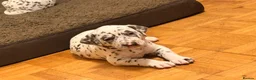 Dalmatian dogs for sale: 6 Dalmatian Puppies for Sale  in Heathfield - Advert 25