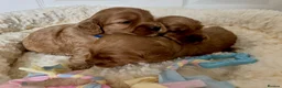 Cockapoo dogs for sale: Gorgeous F1 PRA clear Toy Cockapoo puppies - Advert 22