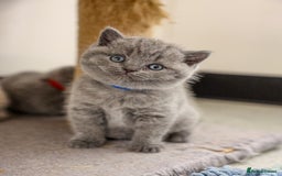British Shorthair cats for sale: British Shorthair - Image 2
