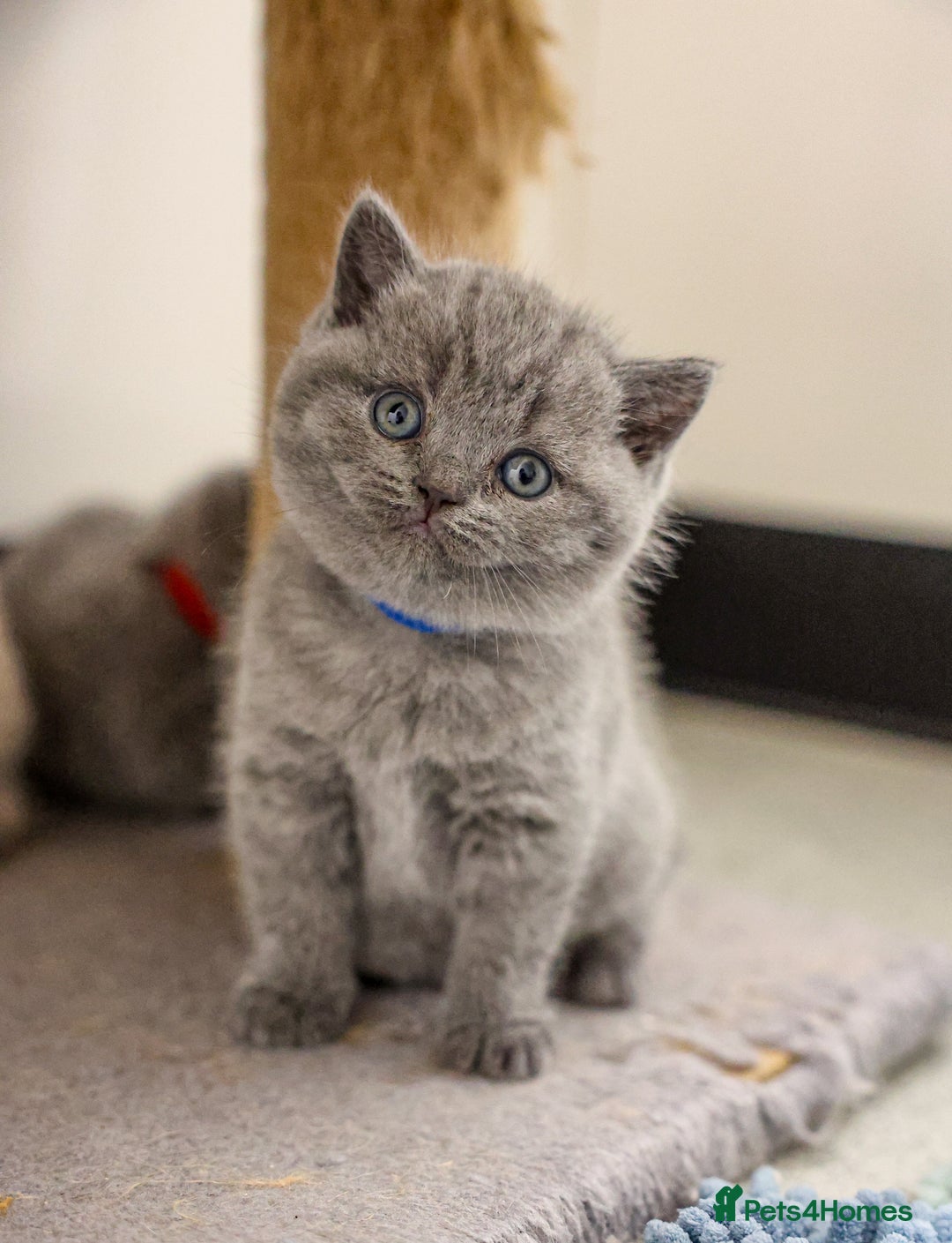 British Shorthair cats for sale: British Shorthair - Image 2