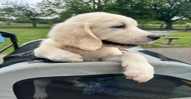 Golden Retriever dogs - Advert 3