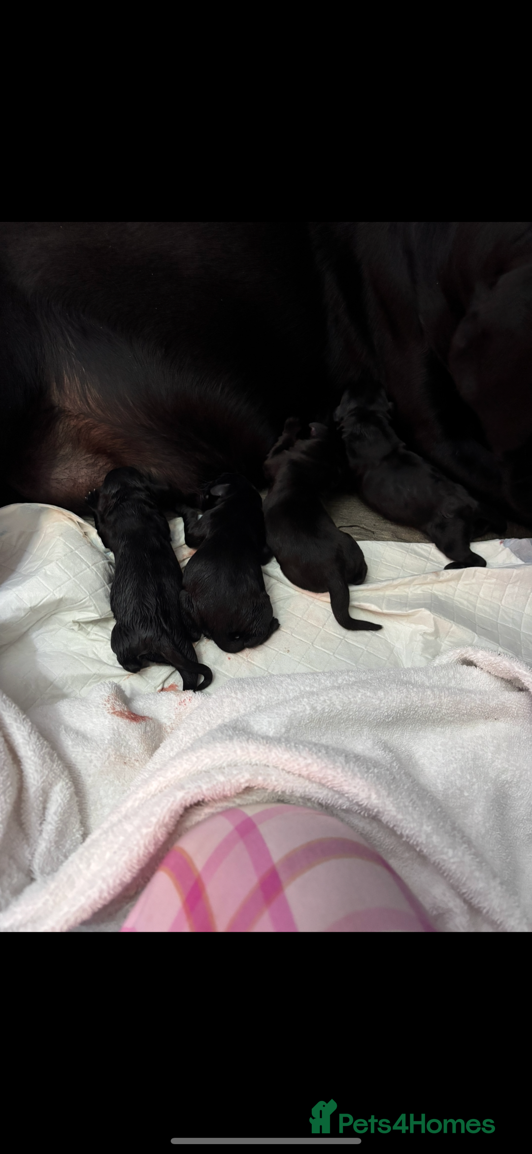 Labrador Retriever dogs for sale: Stunning lab pups - Advert 2