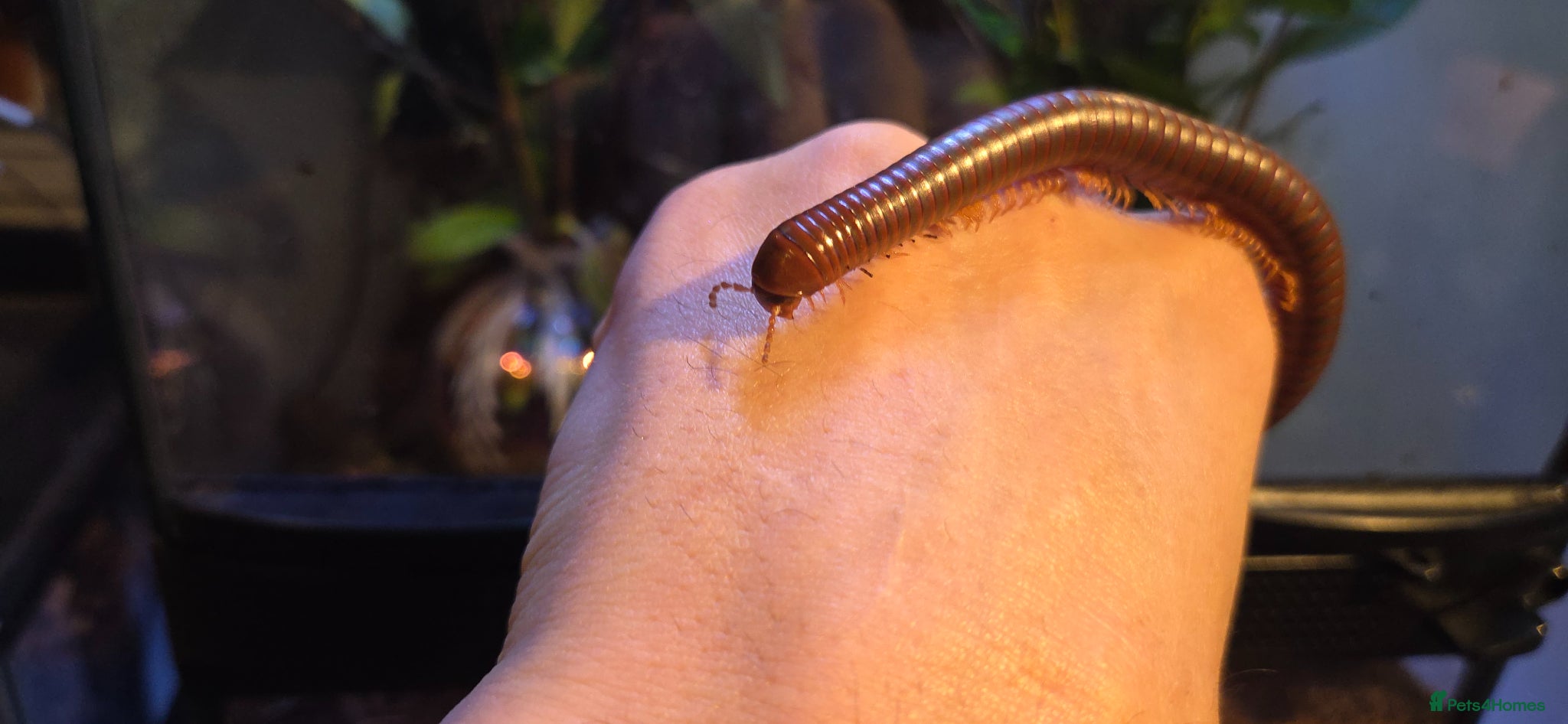 Millipedes invertebrates Burmese Beauty millipedes  - Advert 2