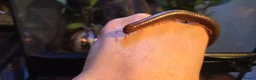 Millipedes invertebrates for sale: Burmese Beauty millipedes  - Advert 1