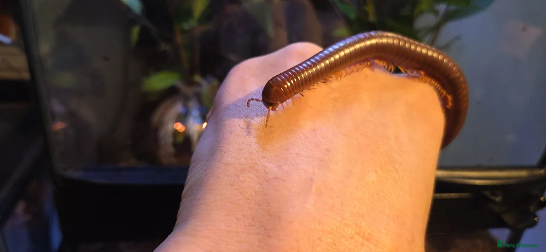Millipedes invertebrates for sale: Burmese Beauty millipedes  - Advert 1
