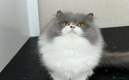 British Longhair cats for sale: Beautiful Blue and White British Longhair  - Advert 3