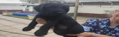 Giant Schnauzer Puppy 3