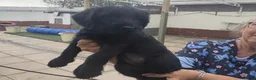 Giant Schnauzer dogs for sale: Ready Soon.Giant Schnauzer Puppies - Advert 9