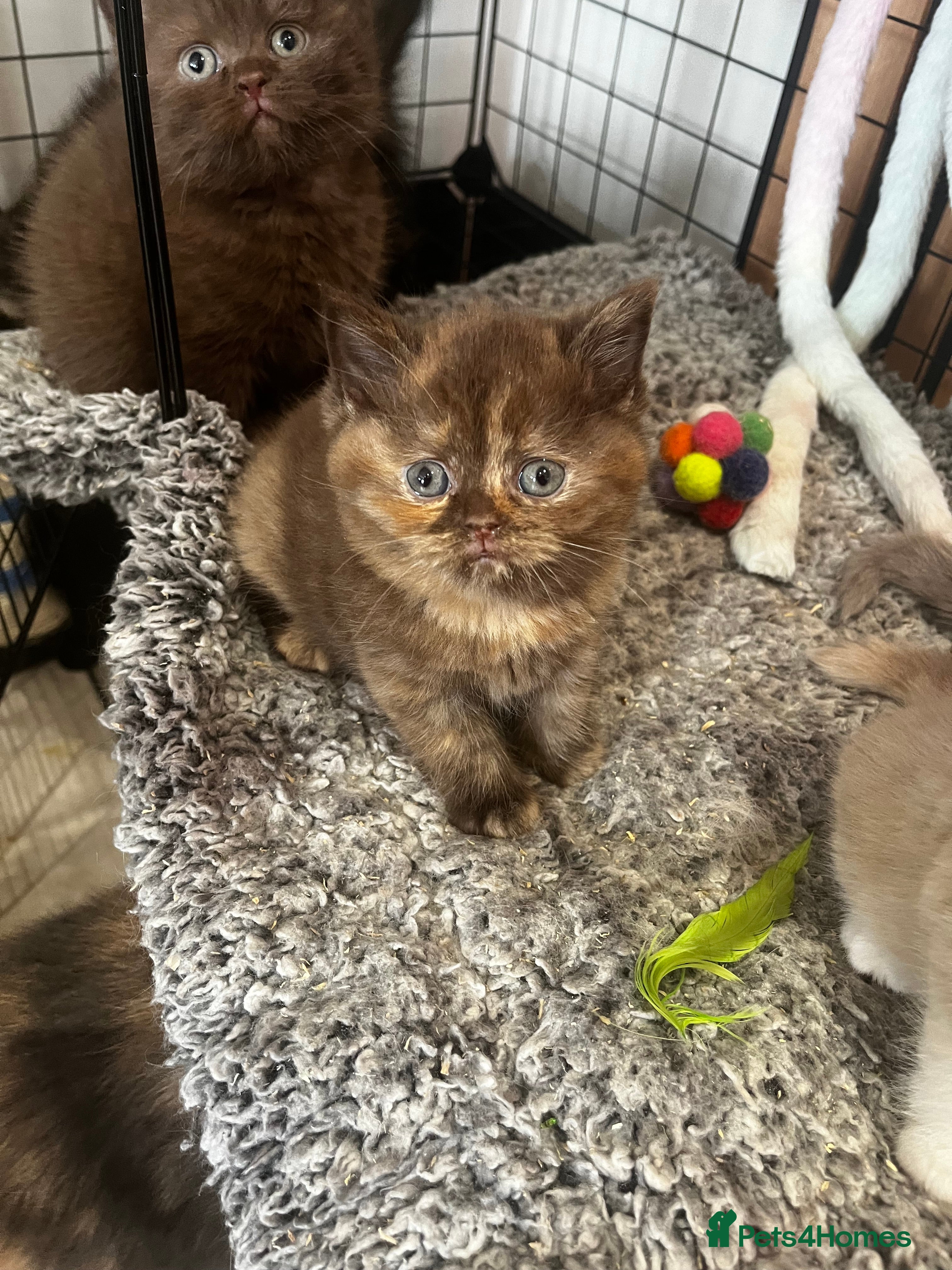 British Shorthair cats 🏆CINNAMON TORTIE GIRL AVAILABLE 🥇  - Advert 17