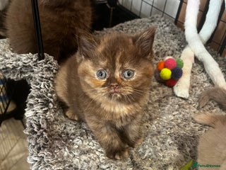British Shorthair cats 🏆CINNAMON TORTIE GIRL AVAILABLE 🥇 - Advert 17