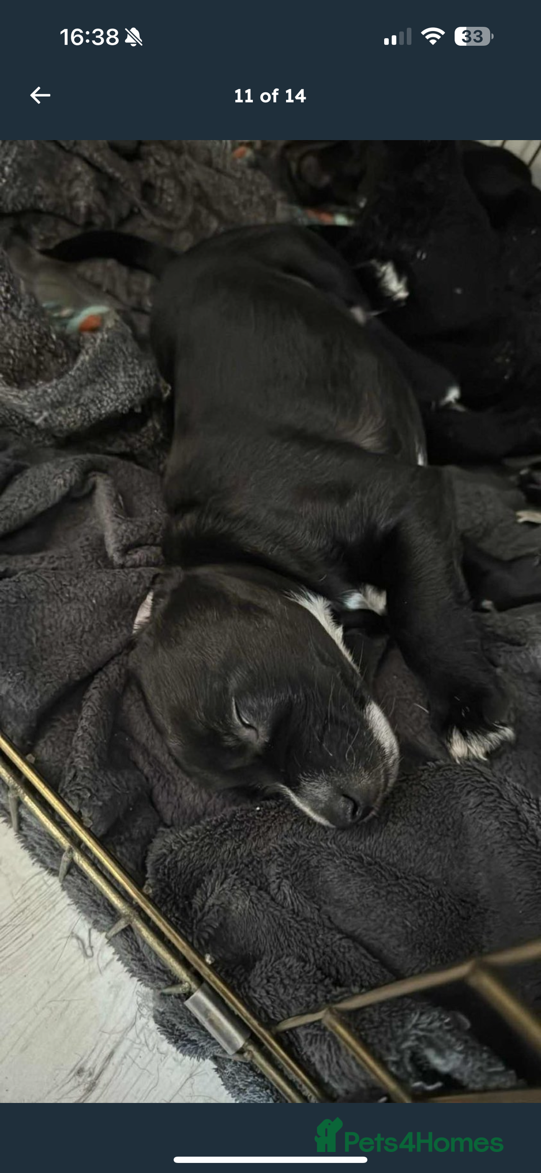 Mixed Breed dogs for sale: Beautiful puppys for sale  - Image 17