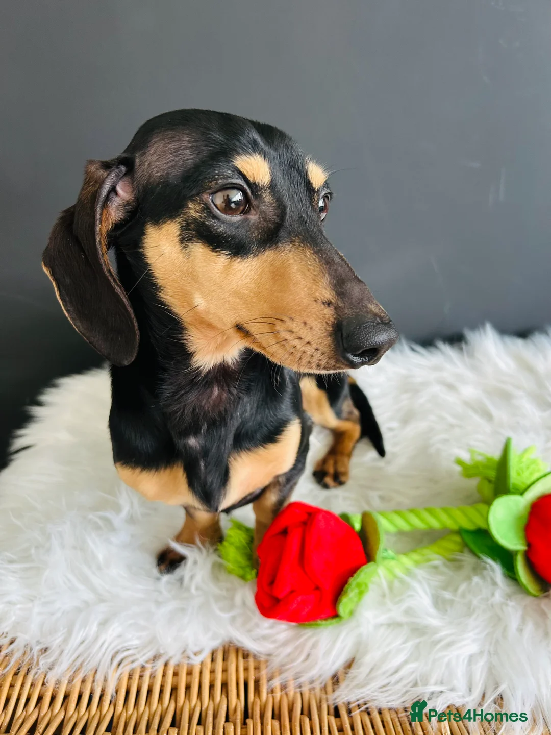 Miniature Dachshund dogs for sale: Adult Black & Cream Smooth Male - Advert 6