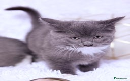 Mixed Breed cats for sale: Ragdoll X  British shorthair  - Image 6