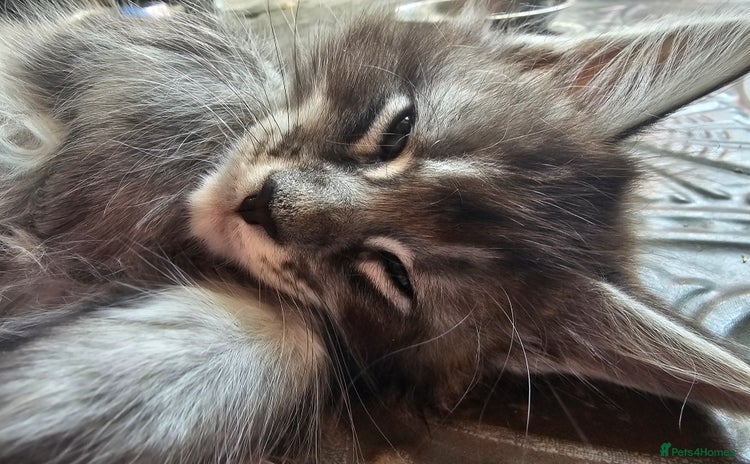Maine Coon cats - Advert 14