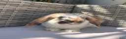 Mini Lop rabbits for sale: Beautiful mini lop rabbits  - Advert 6