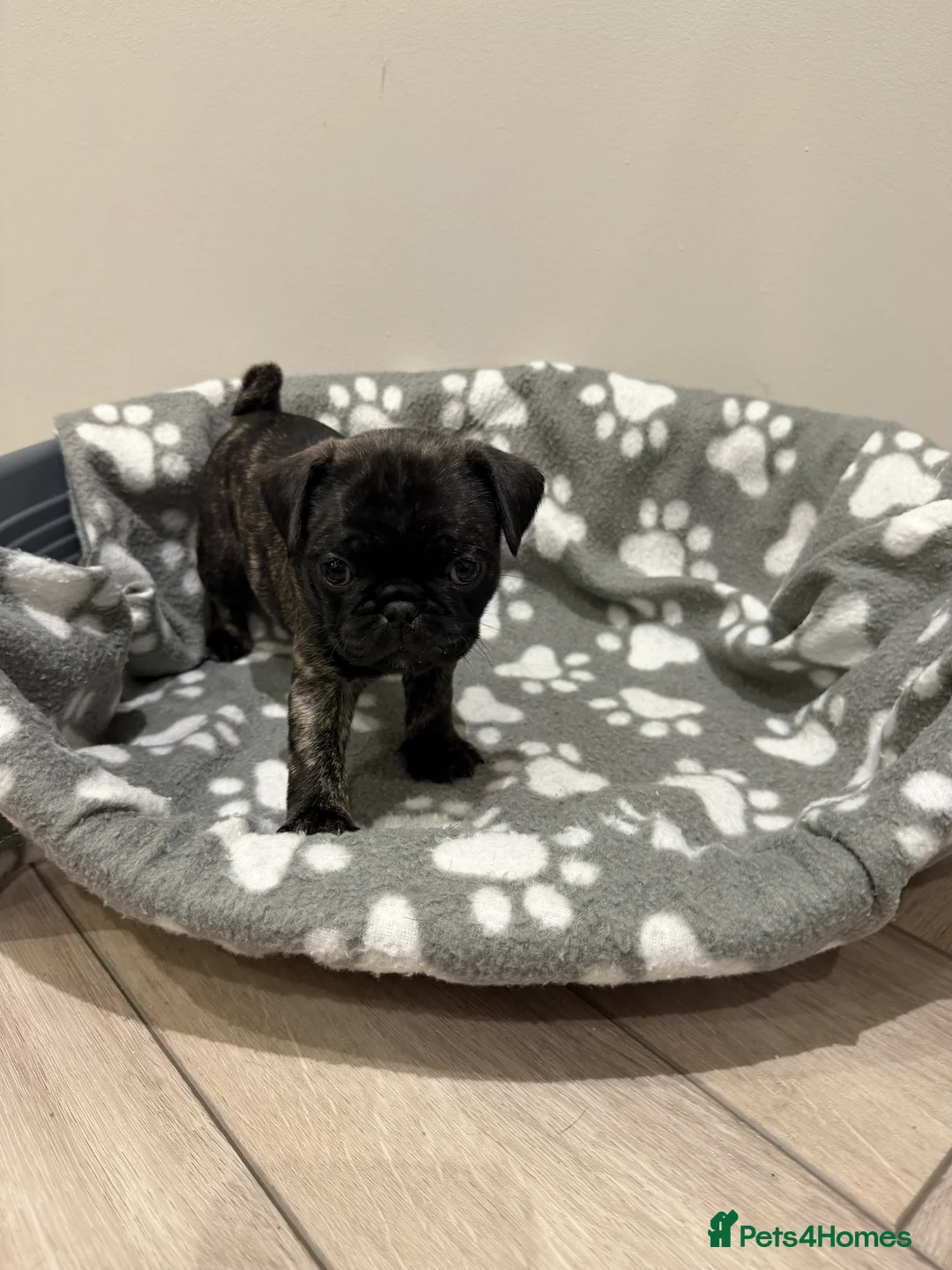 Frug dogs for sale: Beautiful Frug Puppies - Advert 13