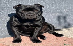 Staffordshire Bull Terrier dogs for sale: Gorgeous Black Boy available from this litter!  - Image 3