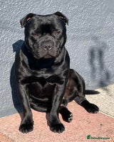 Staffordshire Bull Terrier dogs - Advert 32