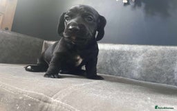 Mixed Breed dogs for sale: Docker puppy’s  - Image 3