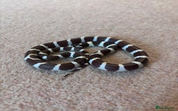 King Snake reptiles for sale: California King Snake - Image 5