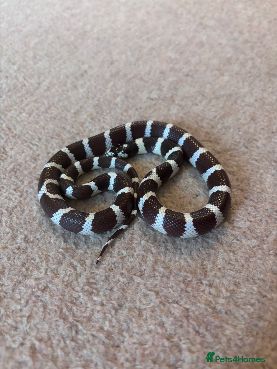 King Snake reptiles for sale: California King Snake - Image 5