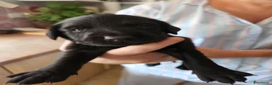  Cockedor 1