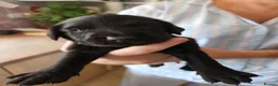 Cockerdor dogs for sale: A beautiful litter of 7 Cockadors in Colchester - Advert 20