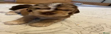 Cocker Spaniel 4