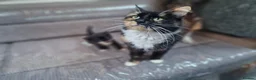 British Longhair cats for sale: British longhair/mixed kittens for sale  - Advert 2