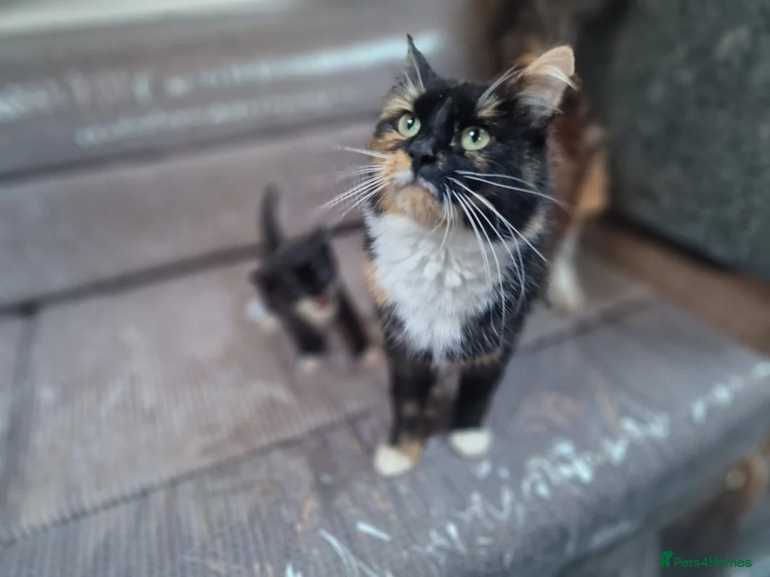 British Longhair cats for sale: British longhair/mixed kittens for sale  - Advert 2