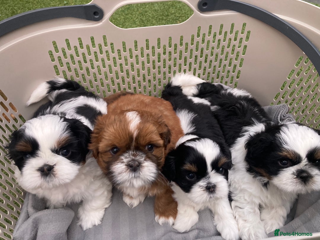 Shih Tzu dogs for sale: TOP KC reg Shih Tzu puppies - Image 1