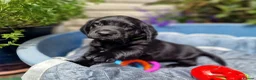 Springador dogs for sale: BEAUTIFUL SPRINGADOR PUPPIES - Advert 11