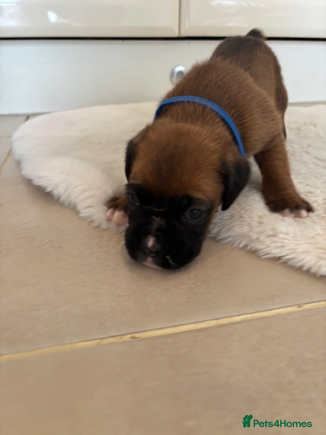 Boxer dogs for sale: Boxer puppies - Advert 14