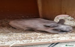 Netherland Dwarf rabbits for sale: Various Netherland Dwarfs available from £20 - Image 31