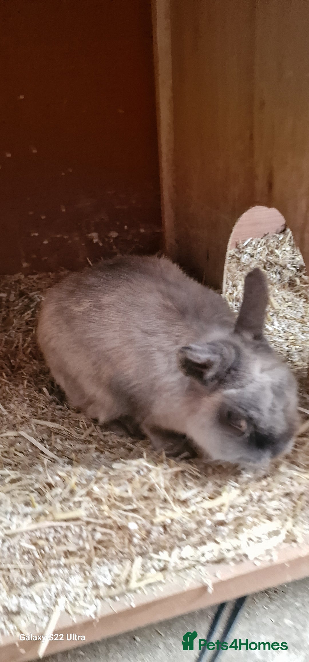 Netherland Dwarf rabbits for sale: Various Netherland Dwarfs available from £20 - Image 31