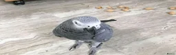 Parrots birds for sale: Healthy Congo African Grey Parrots in Warrington - Advert 2