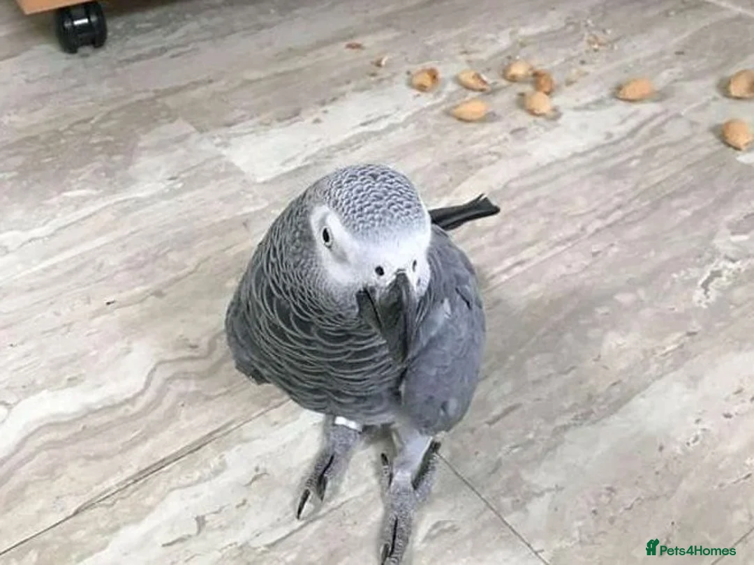 Parrots birds for sale: Healthy Congo African Grey Parrots in Warrington - Advert 2