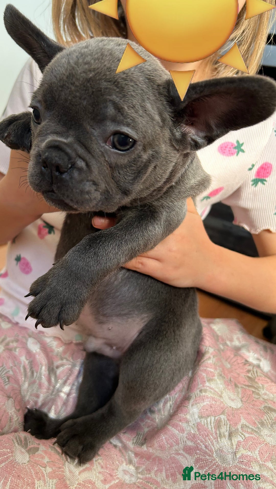 French Bulldog dogs for sale: Solid Blue French Bulldog  - Image 13