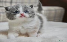British Shorthair cats for sale: Beautiful Blue tortie & white British shorthair - Image 4