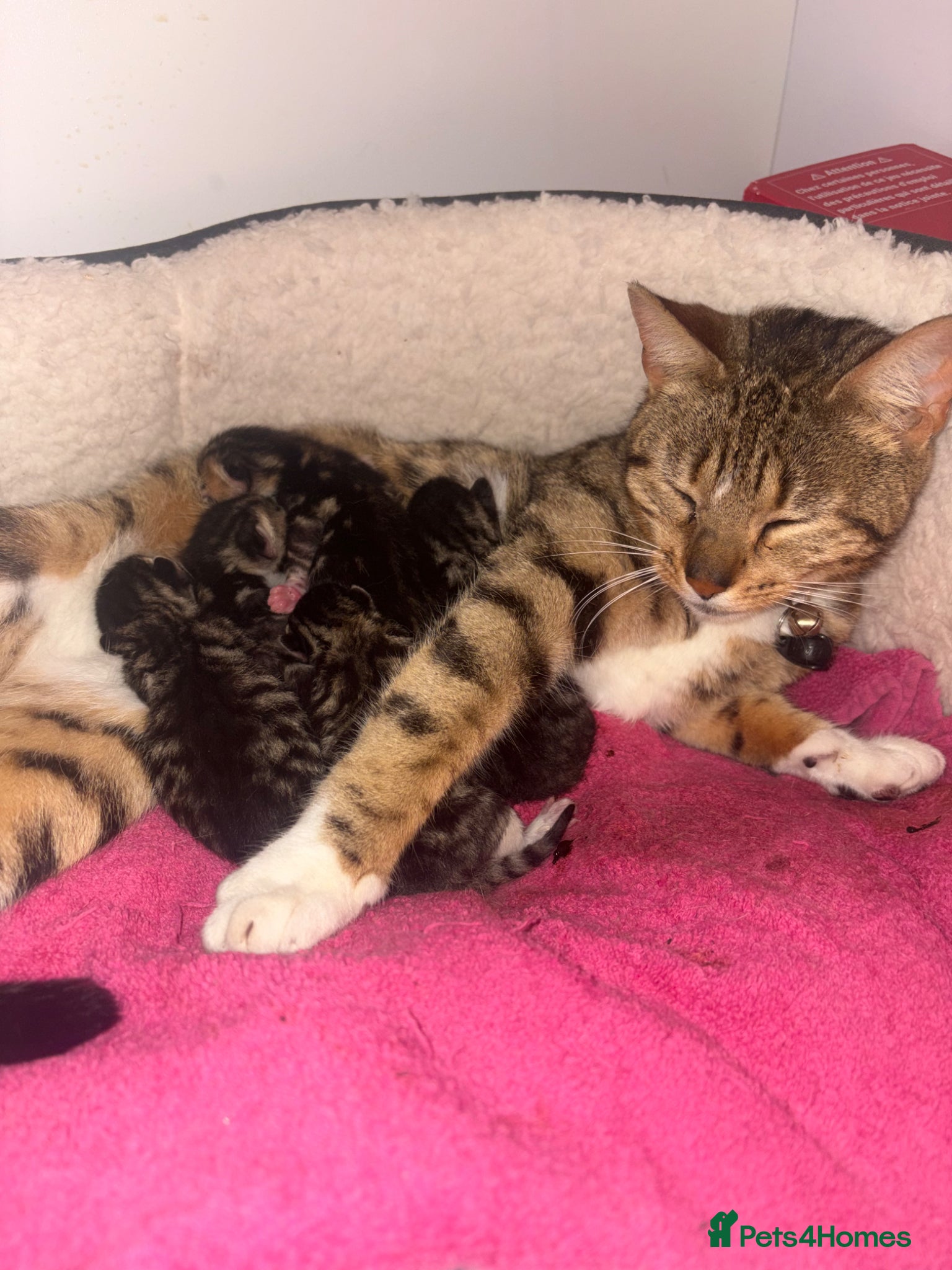 Mixed Breed cats Tabby boys  - Advert 2