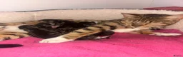 Mixed Breed cats for sale: Tabby boys  - Advert 1