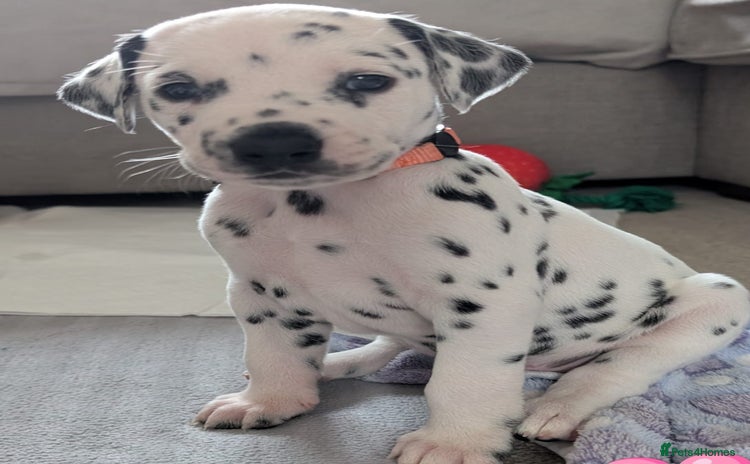 Dalmatian dogs Dalmatian puppies KC registered ready 17th Dec - Advert 7