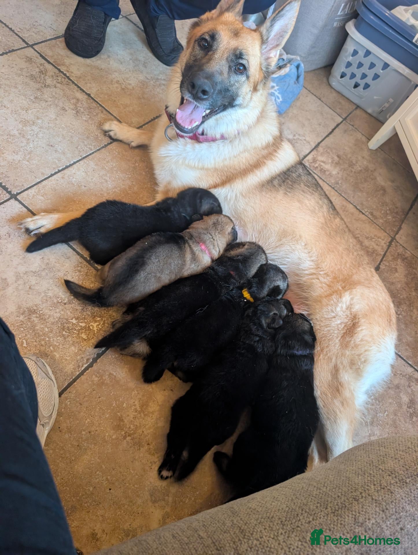 German Shepherd dogs German Shepherd puppies  - Advert 1